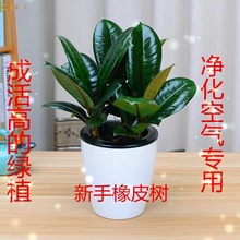 ��Ƥ�����Ի��܃����h���Gֲ�ڽ����ļ��L���辰��ͥ�k����