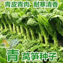 �ļ����~�n�S�N�Ӹ߮a�͸ߜ��ͺ���Ƥ�G���n�ķN���ﶬ���߲˷N��