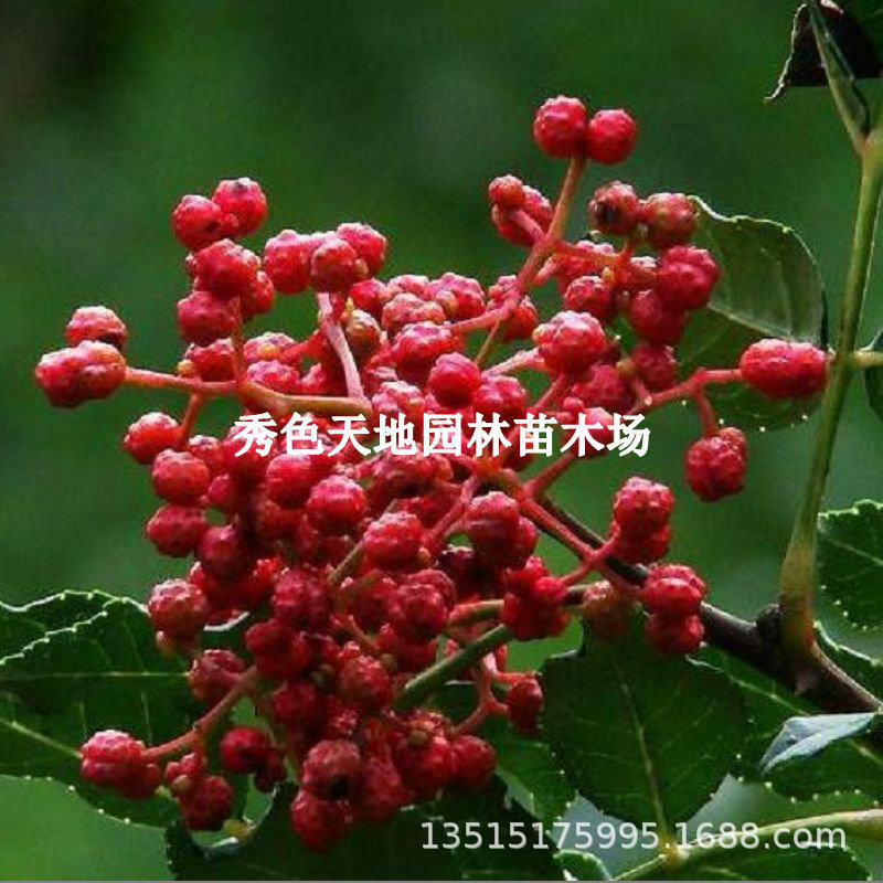 花椒树苗大红袍花椒藤椒四川麻椒青花椒狮子头花椒九叶青花椒树苗