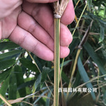 基地批发 小琴丝竹 四季常青琴丝竹 苗圃优惠价格 观赏竹子苗