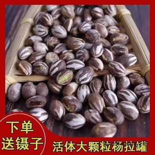 �����ތW������̹���x�}���W�^�����۴�����z����ʳ�ߵ���������