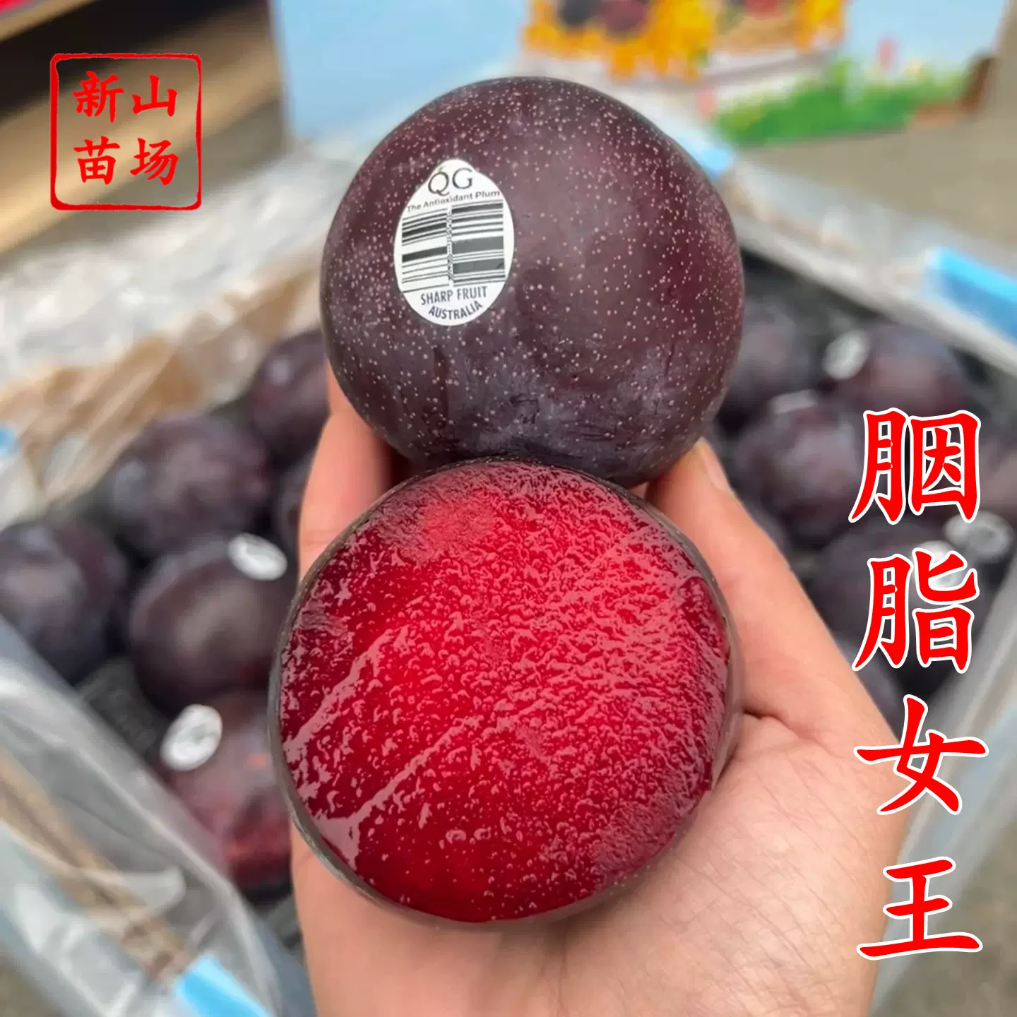 【胭脂女王李苗】新品种澳洲红肉胭脂女王李子树苗樱桃李红心李