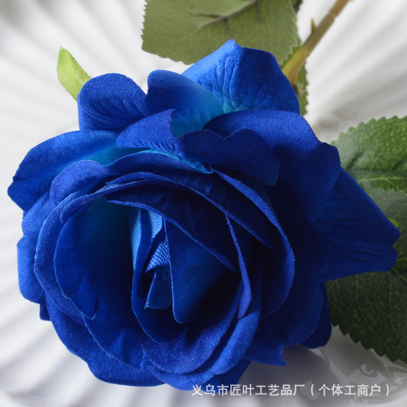 엘사 로즈 블루