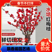 һ�����l�t÷��֦�r���r���D÷�һ�ˮ��ֲ���҃��̨�k���������