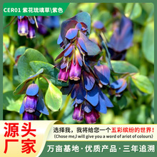 批发景观园林绿化紫花琉璃草种子室外阳台盆栽春秋播种紫花草籽