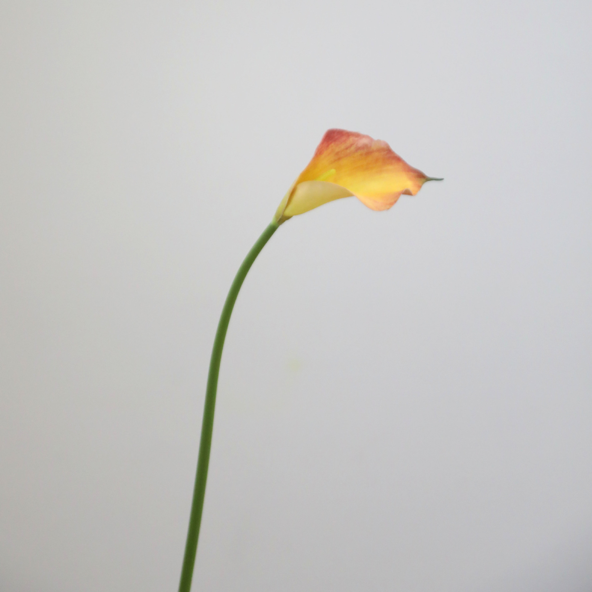 오렌지