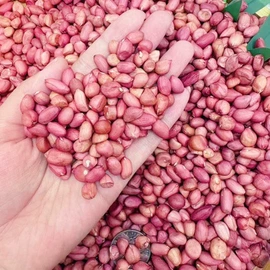 玉米;生花生;高粱类