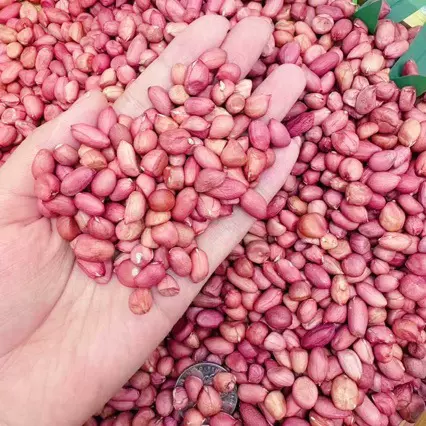 鸽粮商用新鲜晒干红衣花生米农家自种生花生无壳新货红皮生花生米