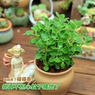 Bump Fragrant Potted Edible Green Plants, Mosquito Repellent, Refreshing Fragrance, Succulent Plants, Purifying the Air, Fragrant Florals