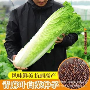 天津青麻叶大白菜种子高产抗病直筒包心春秋播绍菜青口大白菜种籽-阿里巴巴