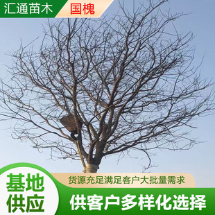 10-30CM������·�G�����е��乤�̘���@ˇ�@��ֲ���ľ�����S��