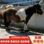 儿童养殖注意影视矮马