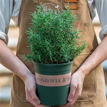 可食用迷迭香盆栽驱蚊植物带香味室内绿植客厅净化空气吸甲醛花卉