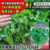 Changfeng Four Seasons Speed raw coriander seeds Big leaves flavor, thick seed seeds, dark green, soft tender coriander seed seed manufacturers wholesale