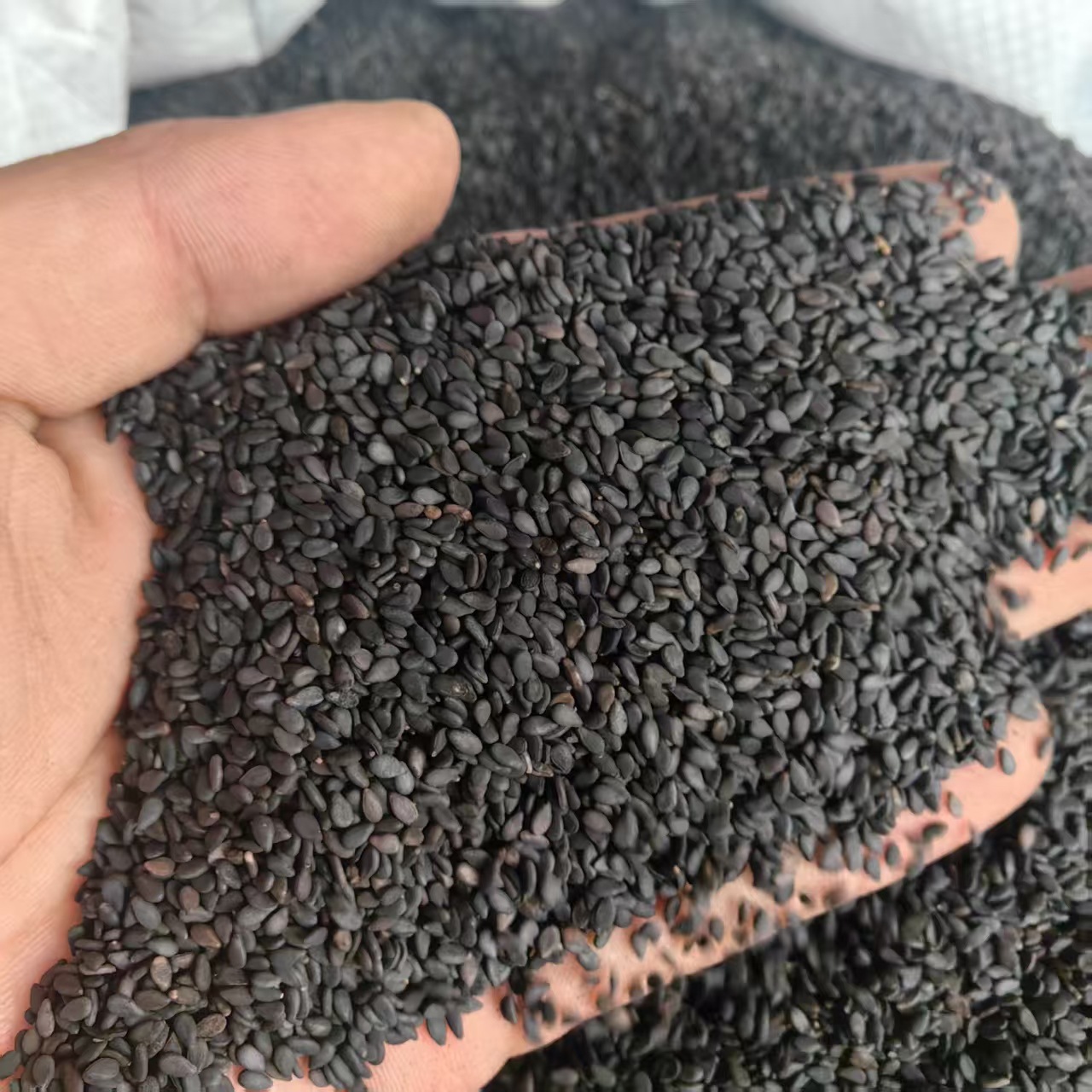 Black Sesame Seeds Hei Zhi Ma 500g Ready to Eat Plump Dried Seeds quality and texture