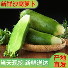 天津沙窝萝卜绿青甜脆水果萝卜生吃新鲜现挖蔬菜非潍坊一件批发价