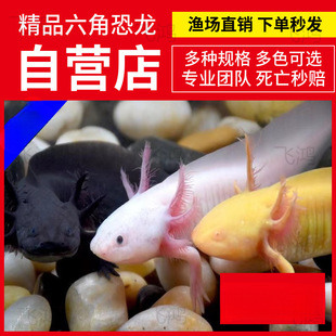 �������~���ǿ����~���~ϔ���B��ˮ�~�o������^�p�~���ﵭˮ�~