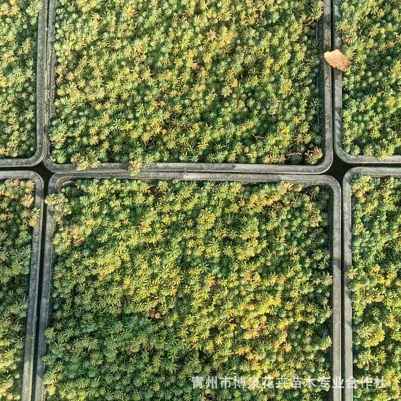 Саженцы седума для зеленения крыш, саженцы в стаканчиках для ландшафта двора, саженцы для общественных ландшафтов, саженцы седума.