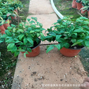 ������������ɽ�|���ݴ��������������������Ի���ֱ�l����r��