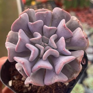Snow Elf Succulent Plants Office Combination Green Plants Succulent Green Plants Potted Plants New Products