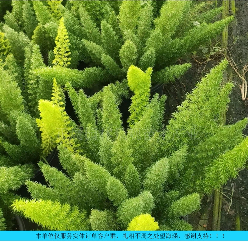 Оптовая цена на спаржу «лисиный хвост», рассада в рассыпном виде, воздухопроницаемый грунт, устойчивость к засухе и морозу, лучший выбор для ландшафтного дизайна, скидки при оптовых заказах