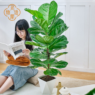 ���`Ϭ���졿���~��80CM-120CM�д��ʹ��~�Ϙ������k���ҾGֲ