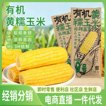 有机黄玉米东北玉米黄糯玉米水果玉米新鲜玉米真空装非转基因代餐