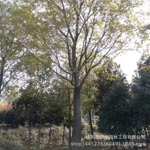 Transplanted Deciduous Trees, High-Quality Deciduous Trees, Landscape Trees, Garden Greening Nursery Trees