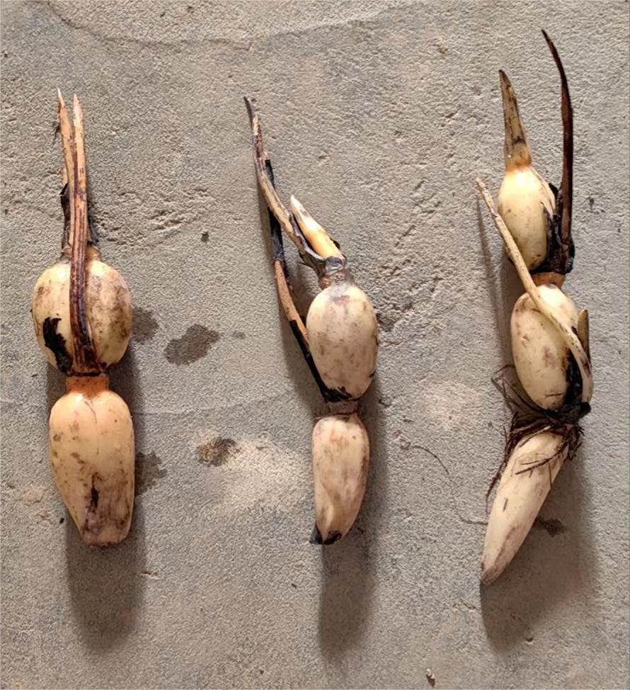 O1CN01QBMJzx1THYM2YkVaZ_!!3258162357-0-cib.jpg?__r__=1681091243679