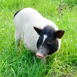 鲜/活禽类;特种珍禽;招财摆件