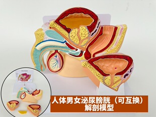 Human male urological health bladder prostate model intestinal urination detachable reproductive system anatomy