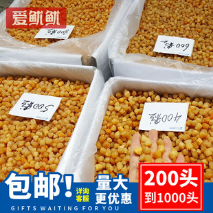 �V������ ��ؐ�������l����200�^350�^400�^�����r��؛500g����