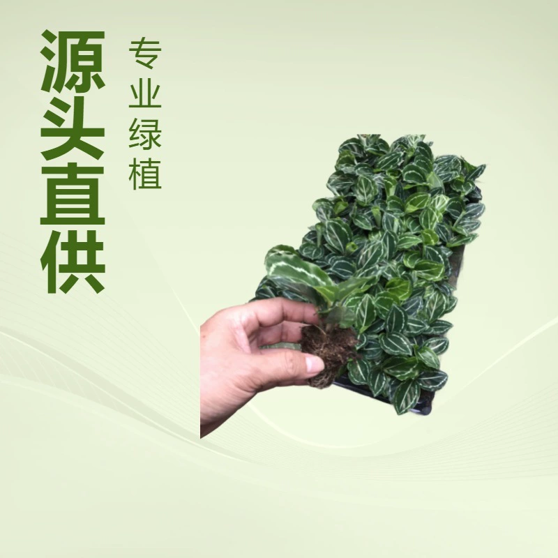 Производитель оптом поставляет большие партии цветочных растений в горшках, красивых рассады зеленого растения аррорут, комнатных зеленых растений для офиса и сада, а также маленьких саженцев.