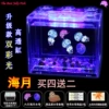 Haiyue buy four and get two free + transparent tank + two lanterns + two packs of sea salt + food + dropper + feeding card