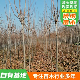 园林果树;乔木;盆栽