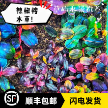 �߶�ˮ��������Ұ�������Ų������{���`Ұ��ݸ׳�ľ�쾰����ˮ��