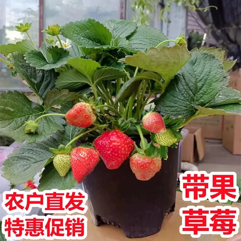 Крем Клубника Рассада Семена в горшке с горшком с почвой Красные результаты Four Seasons Съедобные Балкон Посадка Новая рассада