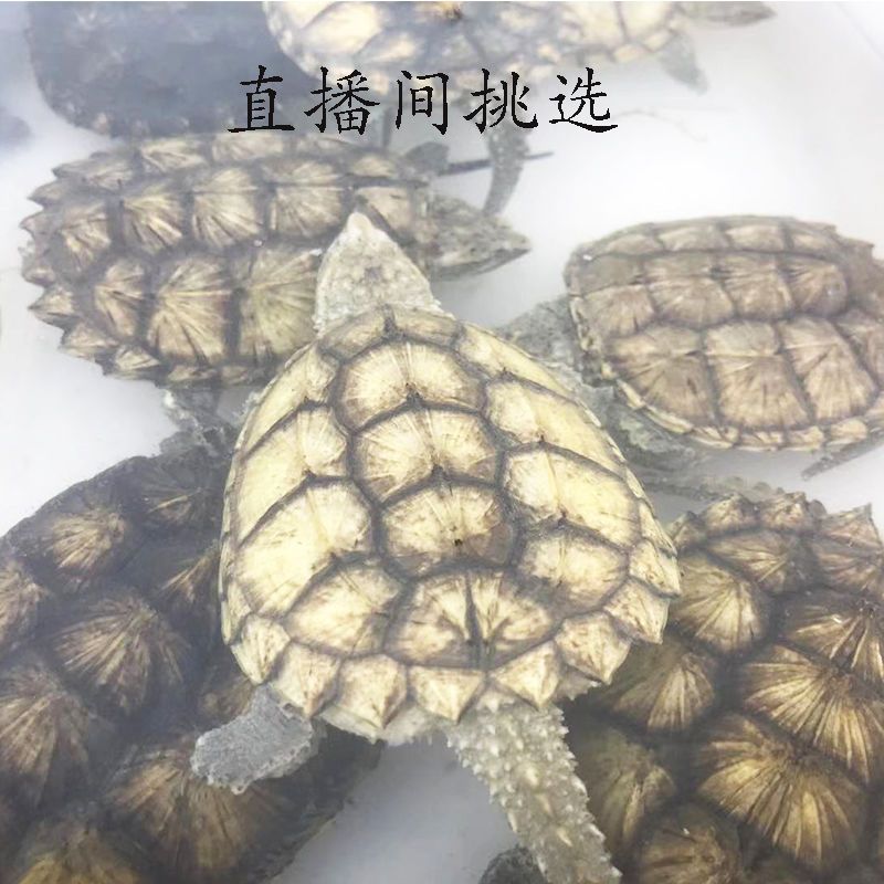 鳄龟苗凶猛纯佛鳄鱼龟真爆赤佛正宗蛤蟆脸观赏北美小龟