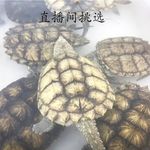 鳄龟苗凶猛纯佛鳄鱼龟真爆赤佛正宗蛤蟆脸观赏北美小龟