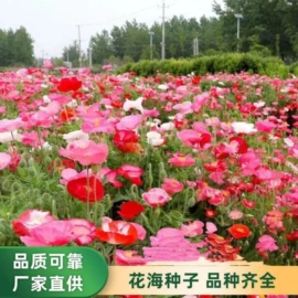 种子;草种子;草坪
