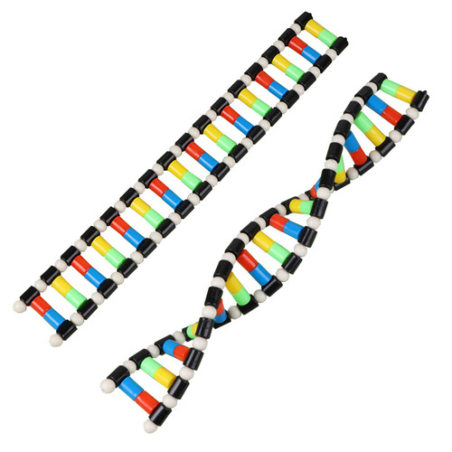 DNA double helix structure model components biological genetic genes and mutation teaching instruments and experimental equipment