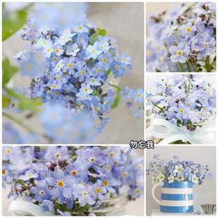 Forget-Me-Not Seeds Are Easy to Grow in All Seasons, Perennial Forget-Me-Not Seeds, Courtyard Balcony Potted Flower Seeds