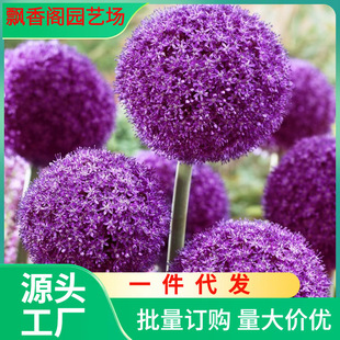 Dropshipping Large Onion Bulbs Small Onion Courtyard Garden Hongyue Imported Cold-Resistant Bulbs Gladiator Ambassador Ball