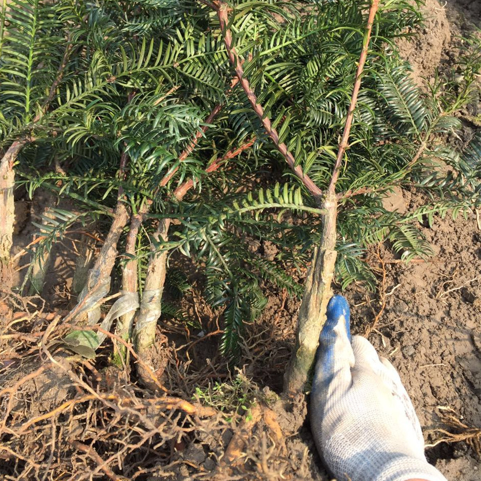香榧树多高,种植,苏轼(第5页)_大山谷图库