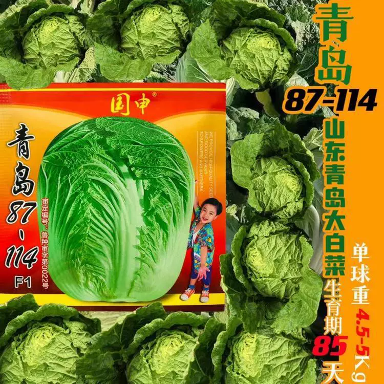 Циндао 87-114 Китайские Семена Капусты Высокоурожайные, Устойчивость к болезням, Осенний посев и зимнее хранение семян капусты Ферма Поле Семена овощных культур