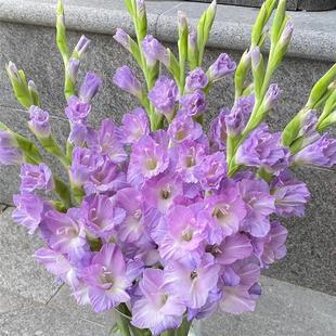 5 Amaryllis Bulbs, Cut Flowers, Indoor and Outdoor Courtyard Gladiolus Seeds, Easy-To-Live and Cold-Resistant Plants, Perennial Florals in All Seasons