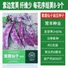 Changfeng Zixia Fairy Bean Corner Seeds Cavoral Shelf Bean Pod, Pod Pod, Multi -Fiber, Small Vegetable Leonue Seed Farmhouse