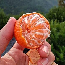 橘子新鲜蜜橘鲜甜无核薄皮黄柑橘冰糖正宗桔子当季时令蜜桔水果