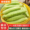 Housekeeper Manufactor supply Haiyang wholesale Shunfeng That day Fruits and vegetables Season 4.5 Jin Bai Yu Cucumber