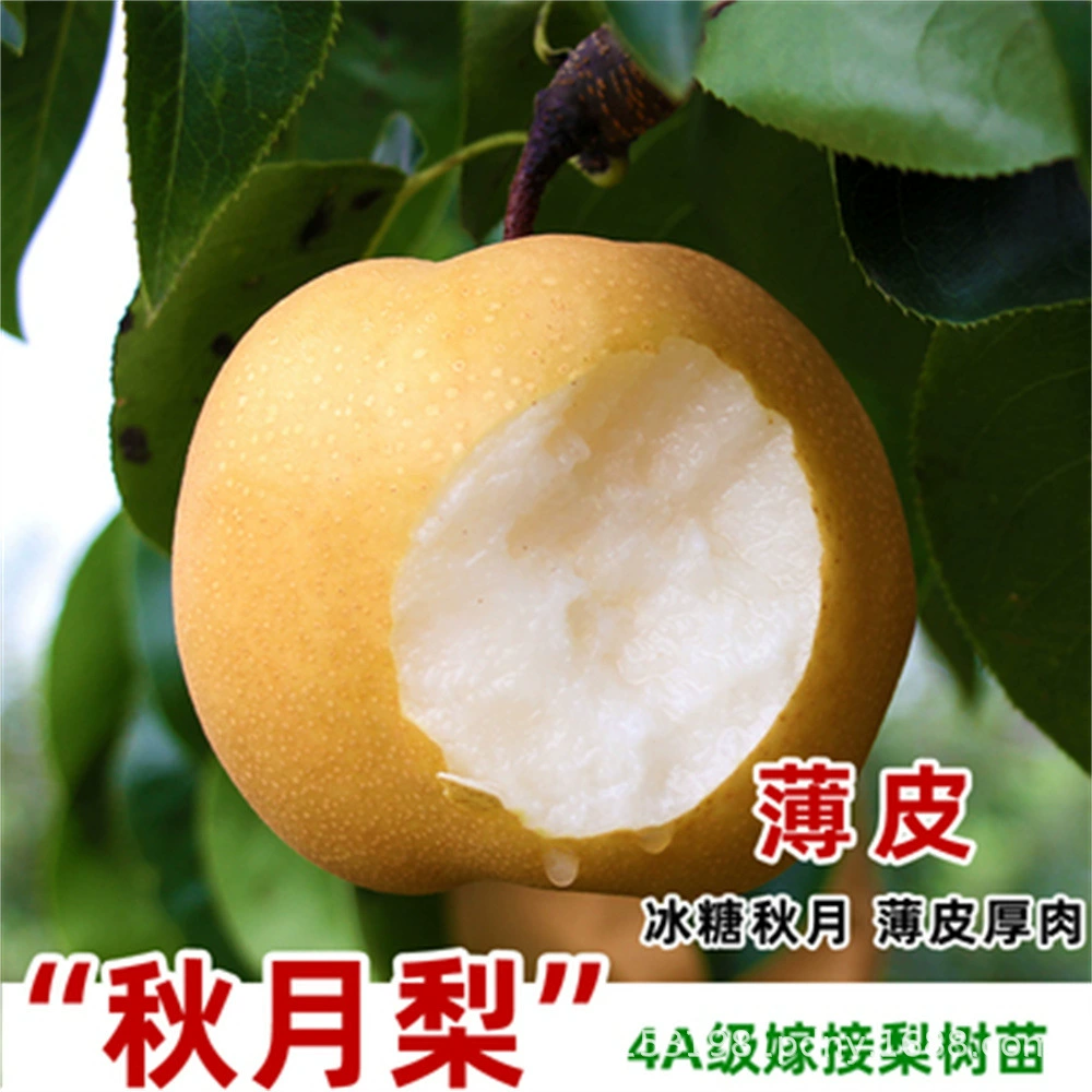 Прививка Ба Груша Рассада Тайпо Груша Рассада Банан Груша Дерево Большая Хрустящая Сладкая Груша Рассада